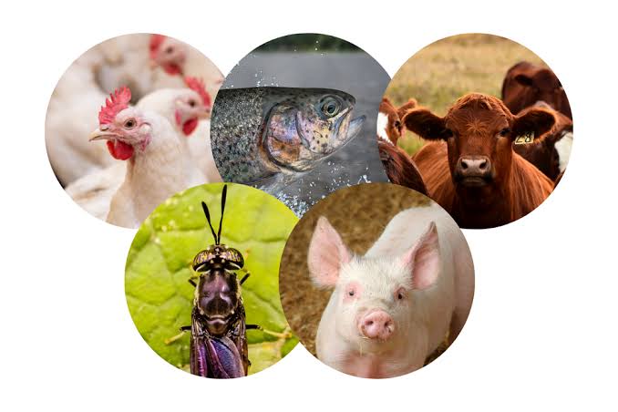 Animal Production